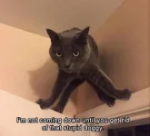 cat-memes-16.webp