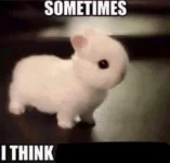 954F4938-B208-4FA1-AC0E-56C76BD507E1.webp