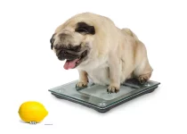 chubbydog lemon aids.webp