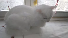 meow.webp