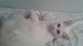 micio.webp