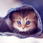 ADBAEDF5-B966-46FB-8571-BCC0E390C18F.webp