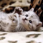 9AD6C329-BF00-4735-AD5E-2AD640781726.webp