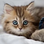 0FD3BF4F-ED89-4836-A730-2DAE19F515E4.webp