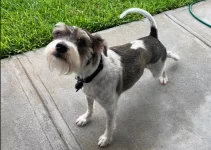 gigi1.webp