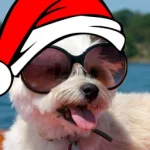 086e3bcc1c2ed5dd22c76acb1ad8af01.webp