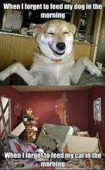 Cat vs dog meme 3.webp