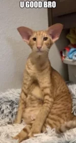 mineguycat.webp