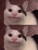 cattotears.webp