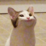 POPCAT!!!.gif