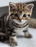 cat.webp