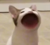 popcat.png