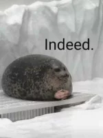 thumb_indeed-seal-boi-62419490.webp