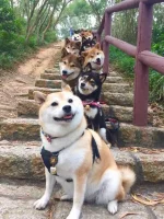 doggo stairs.webp