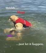 memehahhahfunny.webp