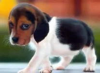 Top 10 Cutest Puppies In The World - Daily News Dig (shared via SlingPic) |  Cute animal pictures, Cute animals, Cute puppy wallpaper