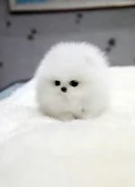pup1.webp