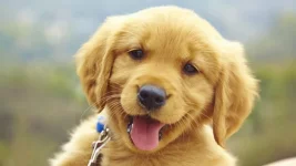 pup2.webp
