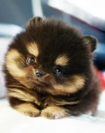 pup4.webp