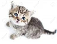 cat1.webp