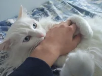 cat.webp