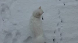 catsnow.webp