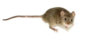 mouse.webp