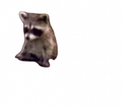 Raccoon.webp