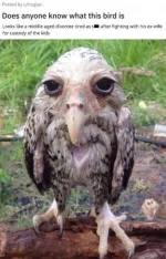 fetchimage_2.webp