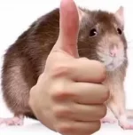 ratter.webp