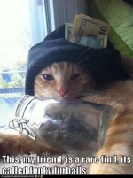 this-my-friend-is-a-rare-find-its-called-funky-furballs.webp