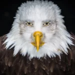 eagle.webp