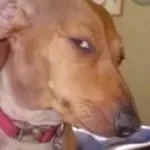 dog side eye.webp