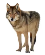 1716738614556.webp