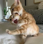 cat.webp