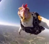 1769796905909.webp