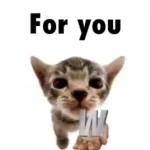 e15f1a1c296018d476c9081669b231ec (1).webp