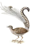 icon.webp