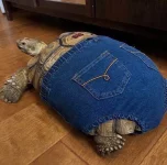 toortl.webp