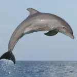 atlantic-bottlenose-dolphin--jumping-high-during-a-dolphin-training-demonstration-154724035-5...webp