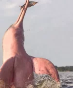 6 dolphin.webp