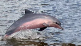 dolphin 4 .webp