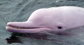 3 dolphin .webp