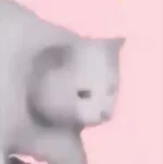 cat.webp