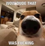 dogg.webp