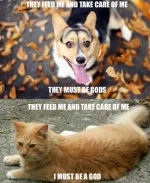 cat vs dog meme.webp