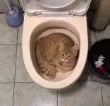 cat.webp