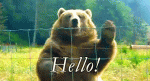 bear hi.gif