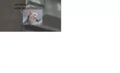 Cat falling again.webp