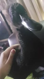Snapchat-1103850934.webp